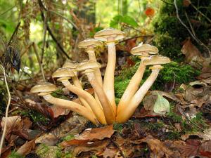 Jean-Pol GRANDMONT / CC BY (https://creativecommons.org/licenses/by/3.0);  https://upload.wikimedia.org/wikipedia/commons/9/99/Armillaria_mellea_JPG1.jpg