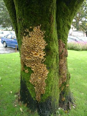 Júlio Reis (User:Tintazul) / CC BY-SA (https://creativecommons.org/licenses/by-sa/2.5);  https://upload.wikimedia.org/wikipedia/commons/a/ae/Armillaria_mellea_Linden.jpg
