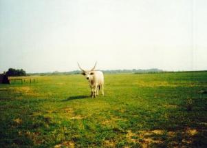 Wojsyl / CC BY-SA (http://creativecommons.org/licenses/by-sa/3.0/)   https://upload.wikimedia.org/wikipedia/commons/2/2e/Hortobagy_puszta.jpg