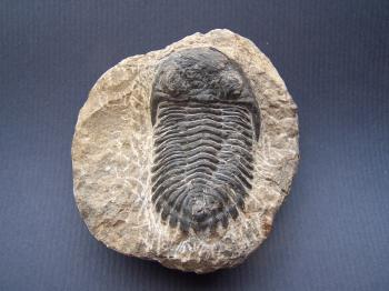 https://commons.wikimedia.org/wiki/Category:Trilobita#/media/File:F%C3%B3sil_de_trlobites_(I).jpg