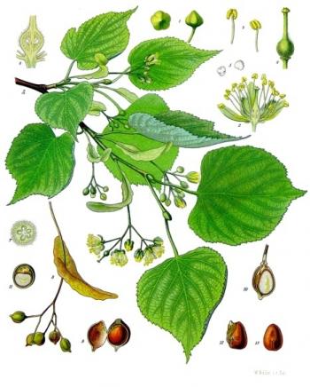 https://commons.wikimedia.org/wiki/File:Tilia_cordata_-_K%C3%B6hler%E2%80%93s_Medizinal-Pflanzen-139.jpg  Franz Eugen Köhler, Köhler&#039;s Medizinal-Pflanzen / Public domain