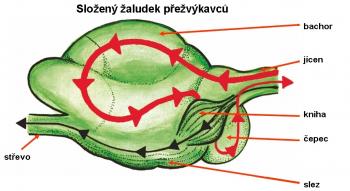 Zdroj obr. učebnice D. Kvasničková