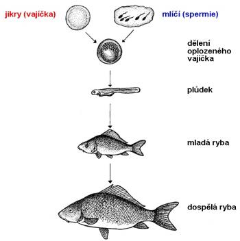 Zdroj obr. učebnice D. Kvasničková