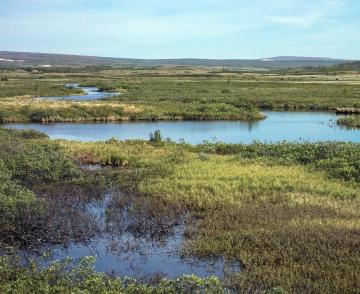 Ninaras / CC BY (https://creativecommons.org/licenses/by/4.0);  https://upload.wikimedia.org/wikipedia/commons/2/20/Siberian_Tundra.jpg