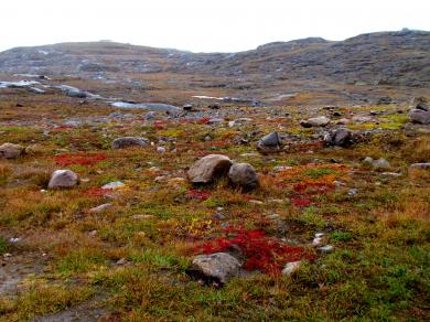 Zdroj: https://commons.wikimedia.org/wiki/File:Nunavut_tundra_-c.jpg  ADialla / CC BY (https://creativecommons.org/licenses/by/2.0)