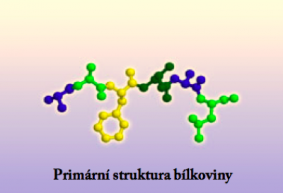 https://upload.wikimedia.org/wikipedia/commons/0/0b/ProteinStructures.png  Pinguin.tk / CC BY-SA (http://creativecommons.org/licenses/by-sa/3.0/) 