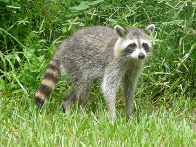 https://commons.wikimedia.org/wiki/File:Procyon_lotor_(Common_raccoon).jpg  Cary Bass-Deschênes / CC BY (https://creativecommons.org/licenses/by/3.0)