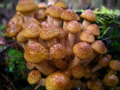 https://cs.wikipedia.org/wiki/V%C3%A1clavka_obecn%C3%A1#/media/File:Armillaria_mellea_lt.jpg
