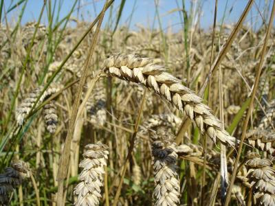 User:Bluemoose / CC BY-SA (http://creativecommons.org/licenses/by-sa/3.0/)  https://commons.wikimedia.org/wiki/File:Wheat_close-up.JPG