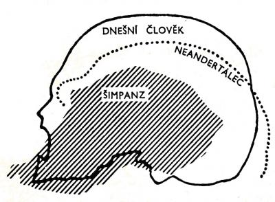 Zdroj obr. Učebnice D. Kvasničková