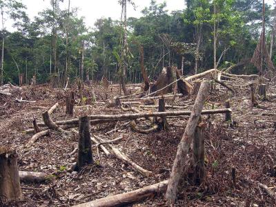 By Matt Zimmerman - Slash and burn agriculture in the Amazon, CC BY 2.0, https://commons.wikimedia.org/w/index.php?curid=33978259