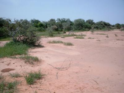 https://commons.wikimedia.org/wiki/Category:Sahel#/media/File:Tigerbusch_Vegetationsband_Marco_Schmidt_0773.jpg