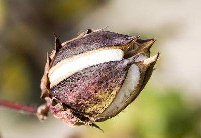 CO0 public domain; https://www.pikrepo.com/fsijh/cotton-flower-nature-plant-flowers-floral-animal-animal-themes-focus-on-foreground-close-up-animal-wildlife