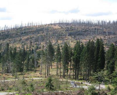 Public domain; https://p0.pikist.com/photos/737/199/tree-group-dying-tree-forest-grove-austria-czech-republic.jpg