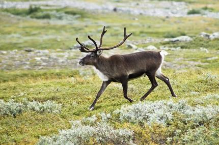 Alexandre Buisse (Nattfodd) / CC BY-SA (https://creativecommons.org/licenses/by-sa/3.0);  https://upload.wikimedia.org/wikipedia/commons/a/af/20070818-0001-strolling_reindeer.jpg