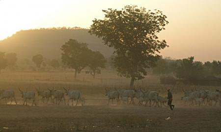 https://commons.wikimedia.org/wiki/Category:Fula_people#/media/File:Fulani_herd_in_the_dust.jpg  CC BY-SA 2.0, https://commons.wikimedia.org/w/index.php?curid=1523859