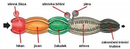 Zdroj obr. učebnice D. Kvasničková