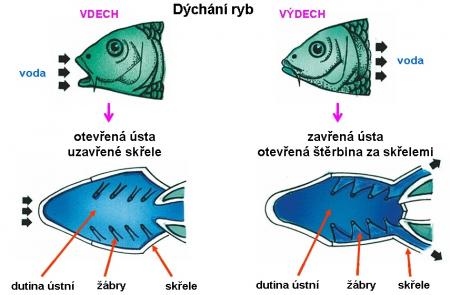 Zdroj obr. učebnice D. Kvasničková