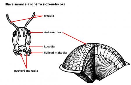 Zdroj obr. učebnice D. Kvasničková