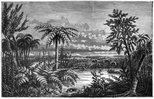 https://commons.wikimedia.org/wiki/File:Our_Native_Ferns_-_Carboniferous_Pteridophyta.jpg   Lucien Marcus Underwood after James Dwight Dana (authors of the books, illustrators not listed) / Public domain