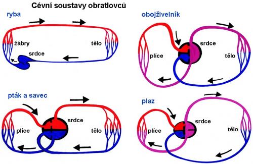 Zdroj obr. učebnice D. Kvasničková