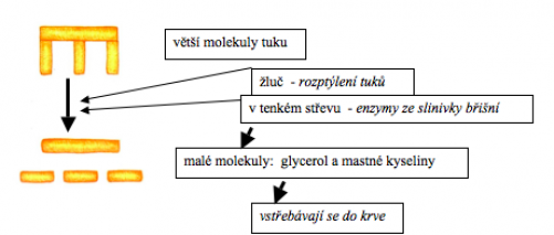 Zdroj: Ekologický přírodopis pro 8. roč ZŠ