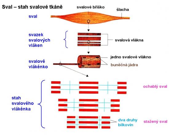 Zdroj obr. učebnice D. Kvasničková