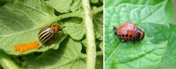 Wikimedia Commons :Adámozphoto  / CC BY-SA (https://creativecommons.org/licenses/by-sa/4.0);  https://upload.wikimedia.org/wikipedia/commons/8/83/Imago_of_Colorado_potato_beetle_on_leaf_with_eggs.jpg