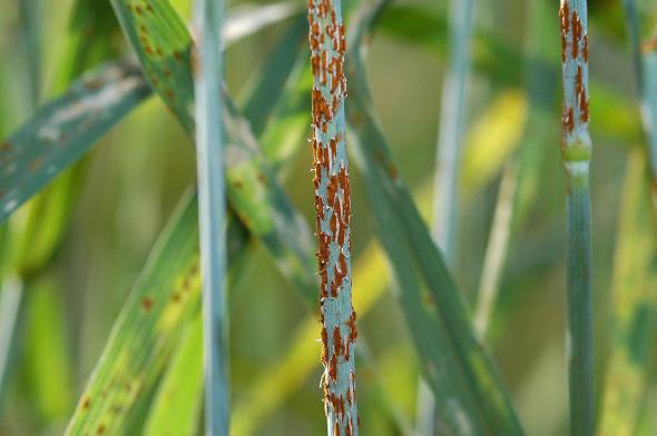 Photo by Yue Jin. Image Number K11192-1 This image is in the public domain because it contains materials that originally came from the Agricultural Research Service, the research agency of the United States Department of Agriculture.  https://commons.wikimedia.org/wiki/File:Stem_rust_close_up.jpg