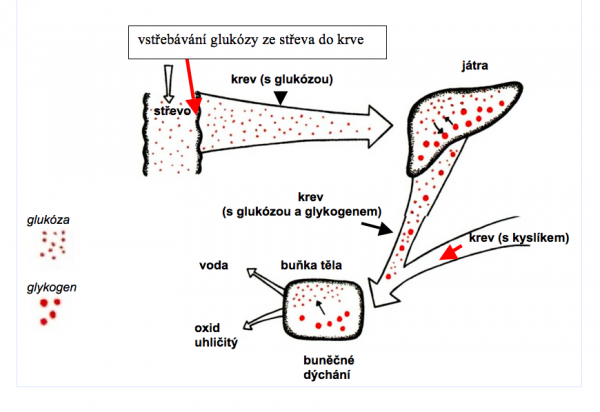 Zdroj obr. učebnice D. Kvasničková