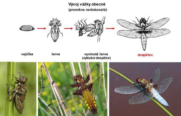 VK - kompilace z volných zdrojů