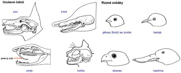 Zdroj obr. učebnice D. Kvasničková