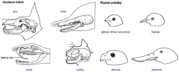 Zdroj obr. učebnice D. Kvasničková