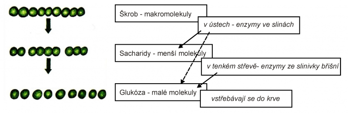 Zdroj: Ekologický přírodopis pro 8.roč.