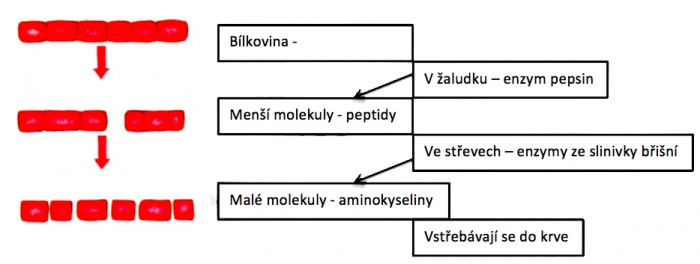 Zdroj: Ekologický přírodopis pro 8. roč ZŠ