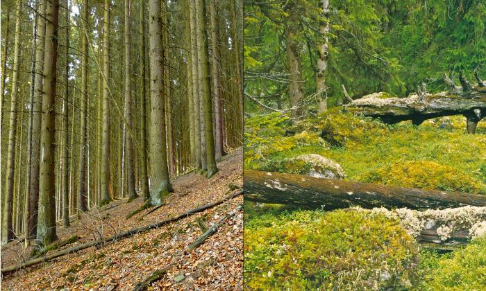 https://commons.wikimedia.org/wiki/File:Monokultur_und_Taiga.jpg  Ökologix / CC BY-SA (https://creativecommons.org/licenses/by-sa/3.0)