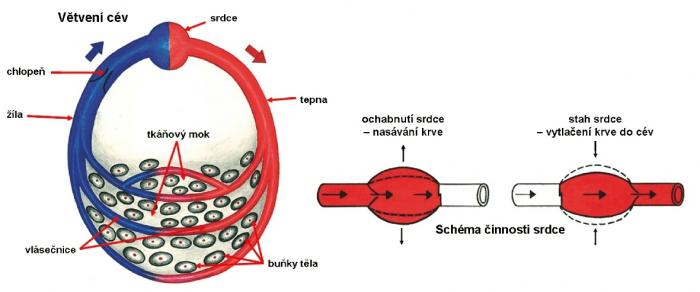 Zdroj obr. učebnice D. Kvasničková