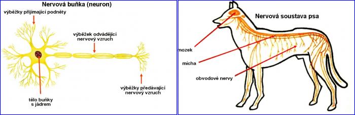 Zdroj obr. učebnice D. Kvasničková