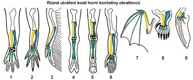 Zdroj obr. učebnice D. Kvasničková