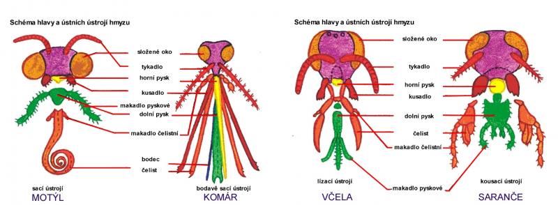 Zdroj obr. učebnice D. Kvasničková